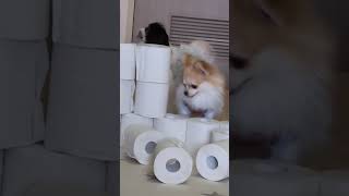 「飛んだーーー!!😂」モーニング倶楽部で大爆笑　 #犬友達 #トイレットペーパーチャレンジ #犬のジャンプ #犬との暮らし #犬のいる生活 #ヨーキー #狆#ワンライフセカンドライフ