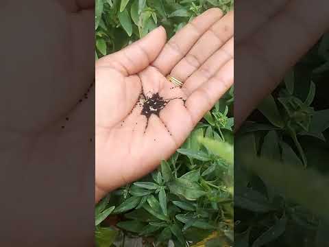 collection seeds from flowers #flower #garden #seeds collection #shorts