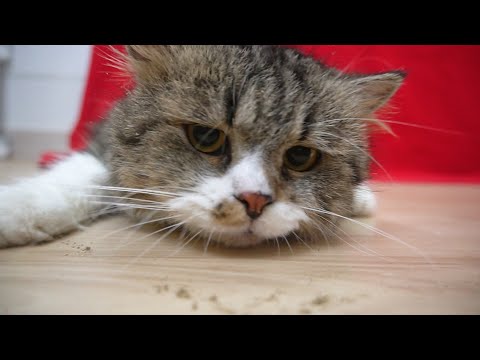 Cats VS Catnip - Why do cats like catnip? | Candace House