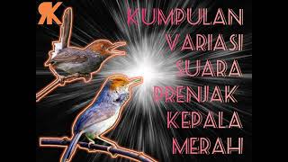 Download lagu PRENJAK KEPALA MERAH GACOR VARIASI (cocok untuk masteran burung lomba) mp3
