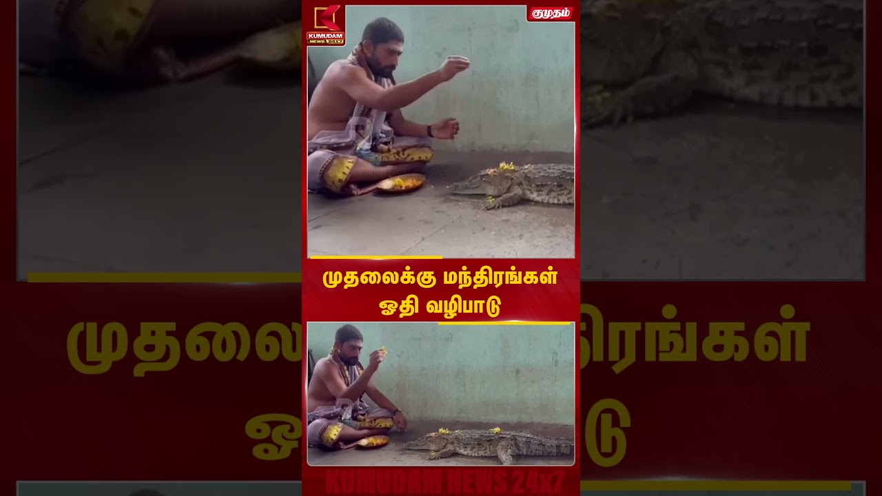 முதலைக்கு மந்திரங்கள் ஓதி வழிபாடு  | Crocodile | Rain | Kumudam News