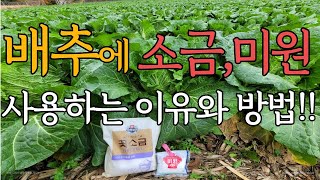 김장배추에 소금과 미원을 뿌려주는 이유와 방법!!!