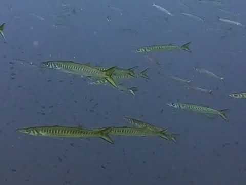 O.M.N.I. - Emerald Caribbean Sea