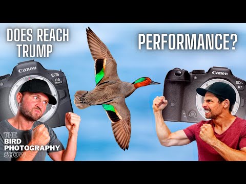 Which Is The BEST Wildlife Camera? | Canon R6 Mark II vs R7 | What About The R8?