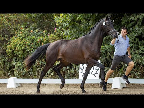 Kat. - Nr. 6 Hengst "Tanzkönig" v. Fairmont Hill - Herbstkönig