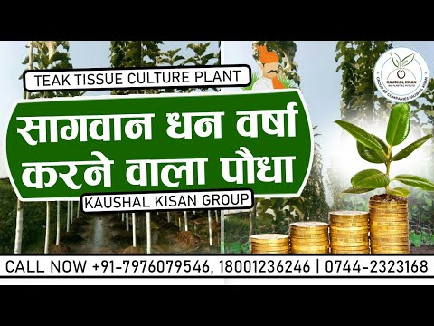Tissue Culture Teak Plant