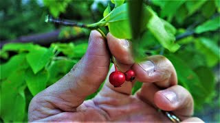 How to Identify and Find the Serviceberry aka Juneberry Tree Identification Guide Fruit Bark Leaves