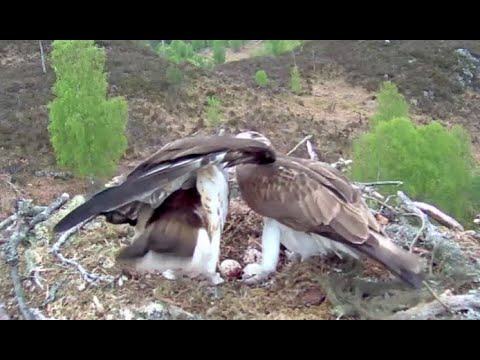 Louis the Loch Arkaig Osprey is booted off the nest for the night 16 May 2020