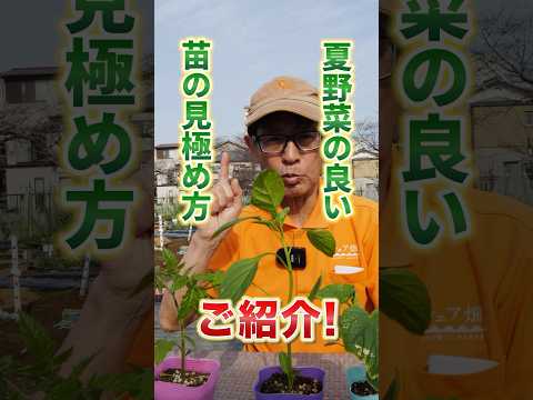 菜園の木の灰、窒素、果物、野菜、トマト、開花植物