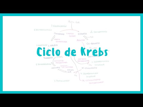 BIOCHEMISTRY | Krebs Cycle | Blasto Med