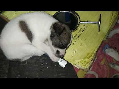 Barbie & Her Puppies (We Are Meant To Be - Dayon) [Pet-ASMR Romance Music Collection] Episode 21