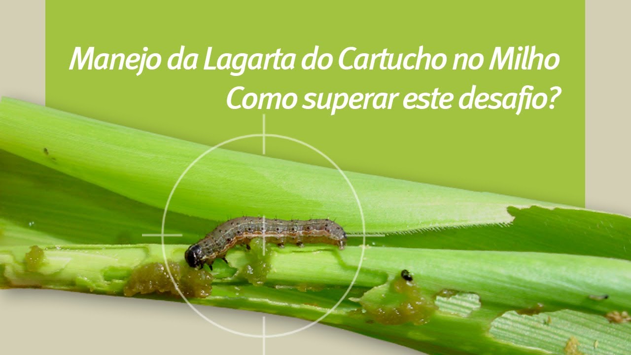 Manejo da Lagarta do Cartucho no Milho: Como superar este desafio? - Palestra Online Pioneer