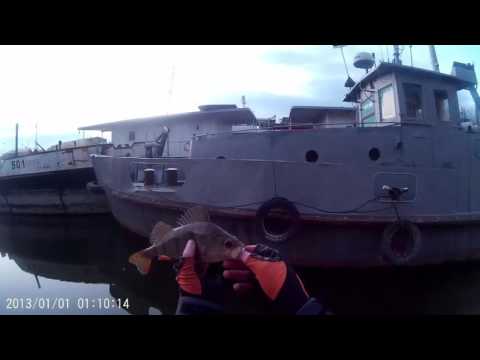 Sügerek a roncsok közt / Perch between shipwreks