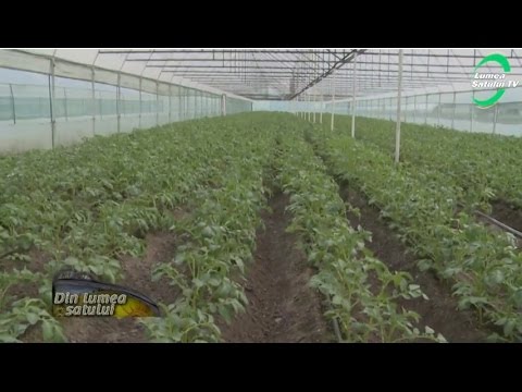 , title : 'Cum se cultivă cartofii in solar'