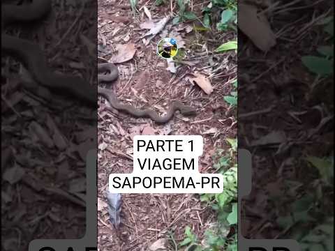 BR277 SAPOPEMA PARANÁ #tenere250 #mototurismo #viagem #amigos #br277 #motonaestrada #picoagudo