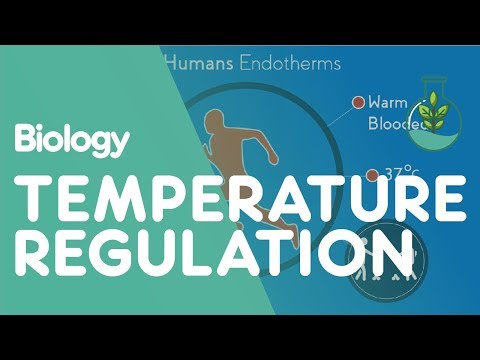 Temperature Regulation Of The Human Body | Physiology | Biology | FuseSchool