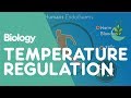 Temperature Regulation Of The Human Body Physiology Biology FuseSchool