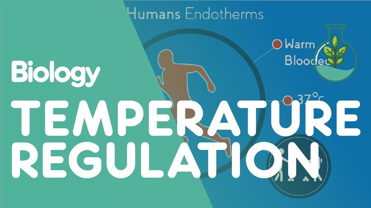 Temperature Regulation Of The Human Body | Physiology | Biology | FuseSchool - YouTube