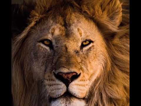 Lil Mel - KING MEL FREESTYLE ( Prod .$IG $AUER)