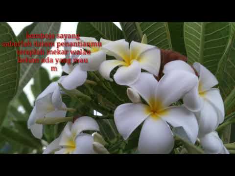 Story WhatsApp menarik 🙂 kemboja puteh ,,,