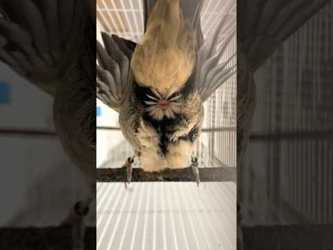 ENDOIDA SEU TRINCA FERRO 🔥fêmea pedindo gala esquenta trinca ferro frio