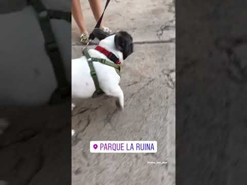 Paseando a los Frenchies en el Parque La Ruina