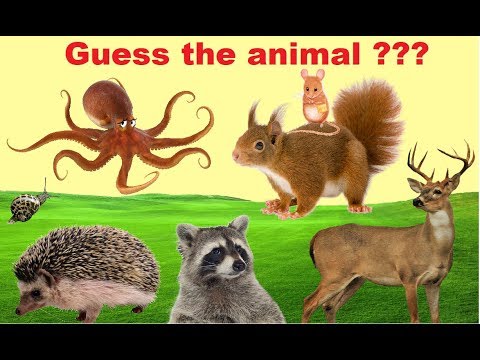 Guess the animal with clues part 5