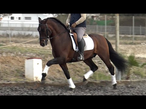 **SOLD** Advanced Andalusian PRE Stallion 2017 - 1,62 cm (#MP611)