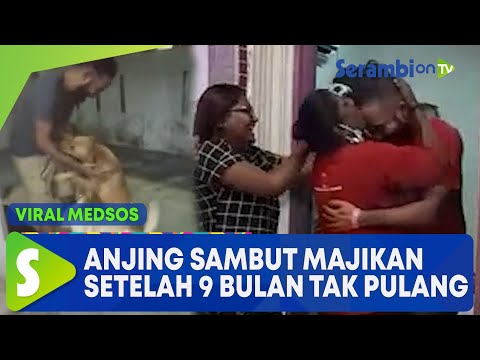 Viral, Anjing Sambut Kepulangan Pemuda Majikannya, Setelah 9 Bulan tak Pulang karena Pandemi Corona