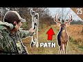 BIG BUCKS On An ACCESS PATH Bowhunting Public Land