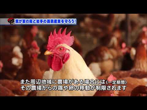羽が抜け落ちた鶏の治療方法は？考えられる 4 つの原因と問題を解決する簡単な解決策  庭園