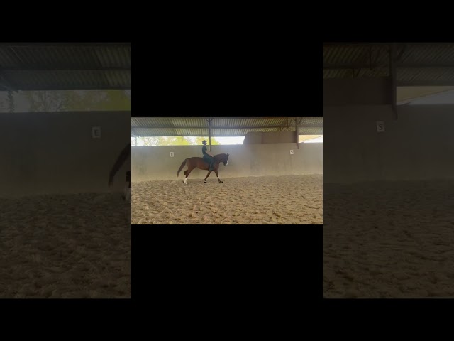 Vend jument sf de 11 ans 