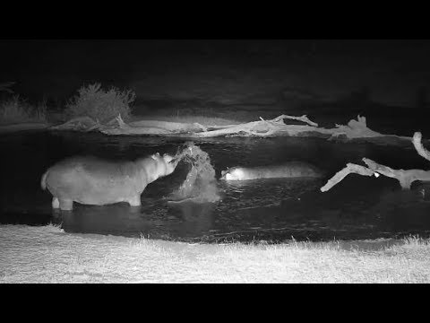 Djuma: Two Hippos interacting - 18:18 -  08/06/19
