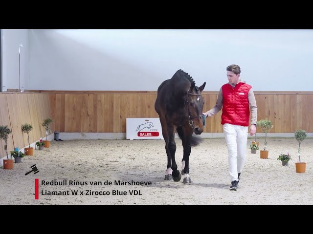 Redbull Rinus van de Marshoeve