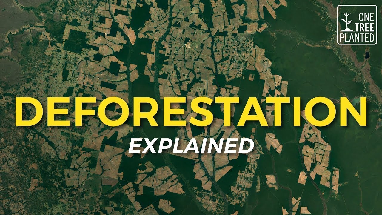 What is Deforestation? | Eco Facts | One Tree Planted