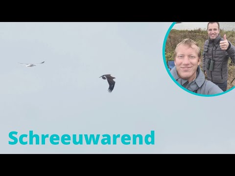 2 oktober 2021 - ontdekking Schreeuwarend!!! - Hardinxveld-Giessendam