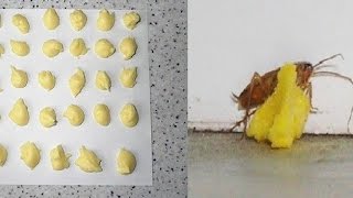Get Rid of Cockroaches Forever With Egg and Boric Acid