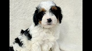 Video preview image #1 Bernedoodle (Miniature) Puppy For Sale in NEW HOLLAND, PA, USA