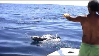 preview picture of video 'Costa Rica Sailfish Fishing on the Sailfish charter out of Los Suneos.'