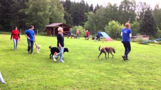 preview picture of video 'Hundesportclub Biene e. V. - Quadrille'