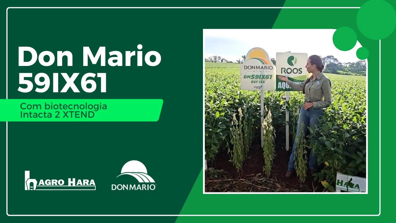 Rendimento elevado e excelente fixação de vagens por nó reprodutivo