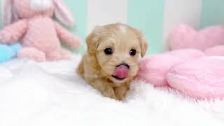 ハーフ犬の動画01