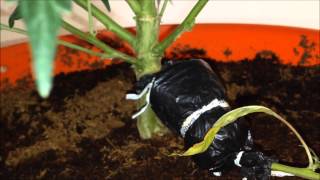 How To: Air Layer Marijuana - Cloning