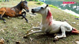 Download lagu Begini bila kuda delman ketemu rumput senangnya sampai guling guling gembira || horse || Horses mp3