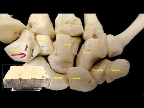 osteologia kości ręki