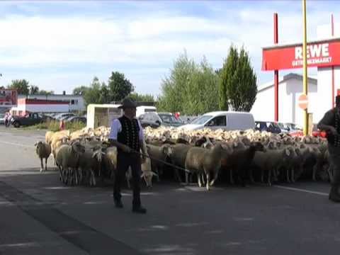 90. Schäferfest in Hungen voller Erfolg