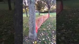Dog chasing leash