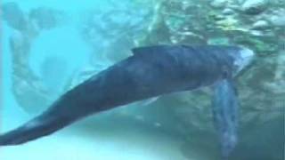 Picture of a game: Ecco The Dolphin