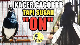 Download lagu KACER GACOR TAPI SUSAH ON BUKA EKOR | KACER NGOBRA | DR KACER mp3