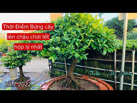 Thời điểm bứng cây mai từ đất lên chậu để chơi Tết thích hợp nhất (28.7)| Thuận Mai Vàng